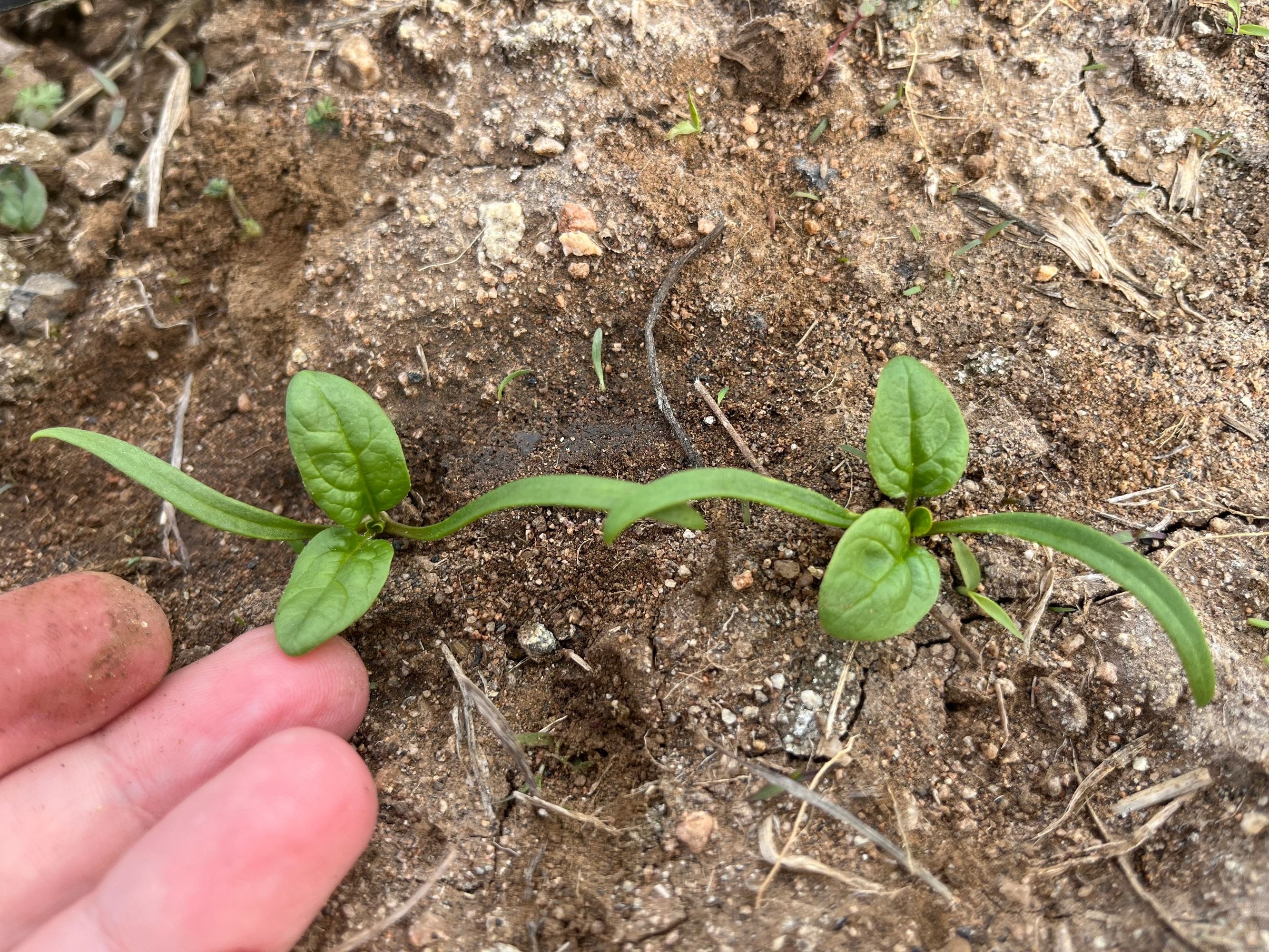 Mesa Agrícola — photo 2