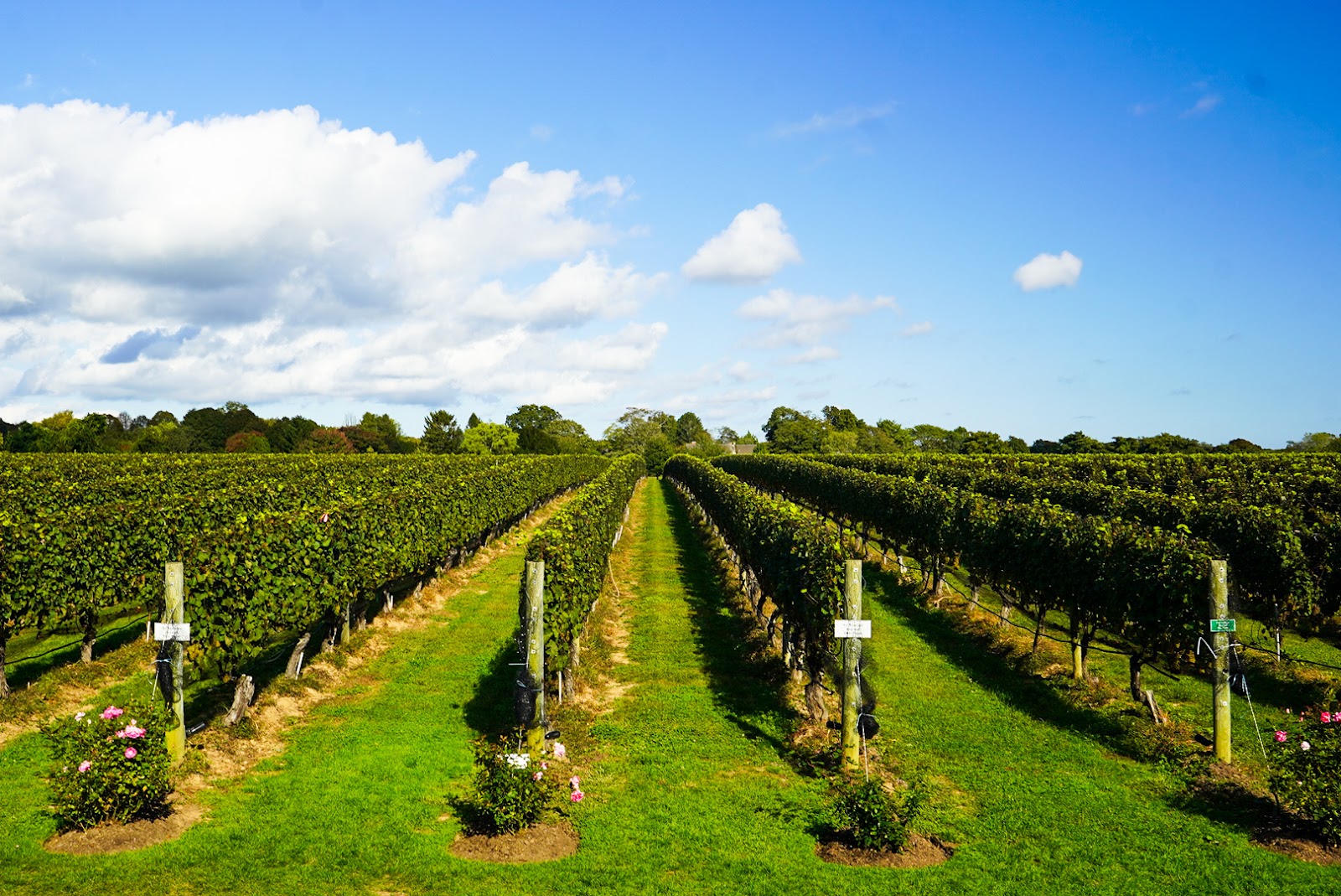 Wölffer Estate Vineyard — photo 6